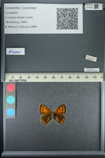 Media type: image;   Entomology 183403